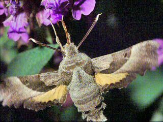 Nachtkerzenschwärmer Proserpinus proserpina Willowherb Hawk-moth
