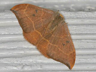 Zweipunkt-Sichelflgler Drepana binaria Oak Hook-tip