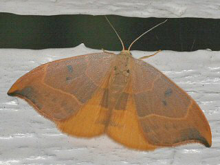 Zweipunkt-Sichelflgler Drepana binaria Oak Hook-tip