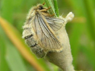 Weibchen bei Eiablage  Trauerspinner Pentophera morio