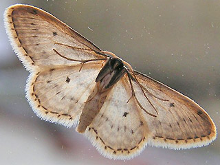 Unterseite Idaea seriata Grauer Zwergspanner Small Dusty Wave