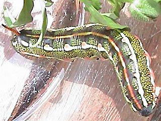 Raupe Linienschwärmer  Hyles livornica  Striped Hawk-moth