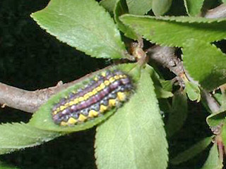 Raupe Trauerwidderchen Aglaope infausta