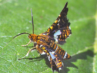 Thyris fenestrella Fenster-Schwrmerchen 