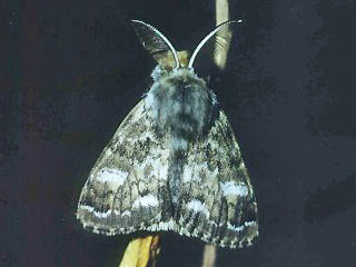 Männchen Mondfleck-Bürstenspinner    Gynaephora selenitica