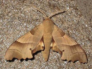 Eichenschwrmer Marumba quercus Oak Hawk-moth