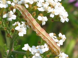 Raupe Karden-Sonneneule Heliothis viriplaca Marbled Clover