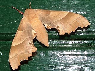 Eichenschwrmer Marumba quercus Oak Hawk-moth