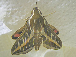 Linienschwärmer  Hyles livornica  Striped Hawk-moth