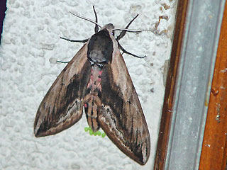 Weibchen mit Eiern  Ligusterschwaermer Privet Hawk-moth Sphinx ligustri