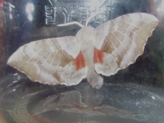 Paarung  Pappelschwärmer  Laothoe populi   Poplar Hawk-moth