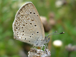 Zizeeria knysna African Grass Blue