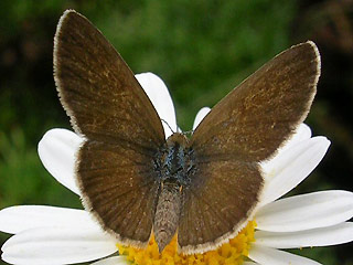 Zizeeria knysna African Grass Blue