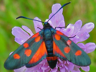 Vernderliches Widderchen Zygaena ephialtes Blutstrpfchen