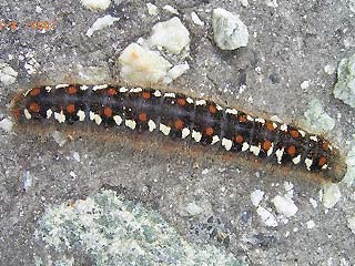 Erwachsene Raupe Alpen-Wollafter Eriogaster arbusculae 