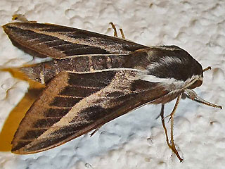 Kanaren-Wolfsmilchschwrmer Hyles tithymali Barbary Spurge Hawk-moth