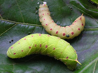 Raupen Pappelschwärmer   Poplar Hawk-moth   Laothoe populi