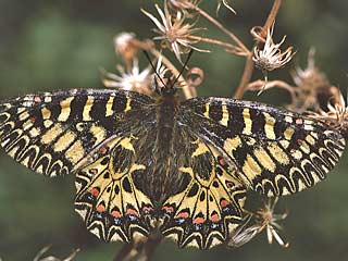 (Sdlicher) Osterluzeifalter Zerynthia polyxena Southern Festoon  cassandra