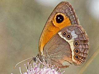 Spanischer Ochsenauge Spanish Gatekeeper Pyronia bathseba 