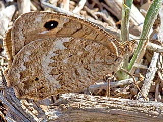 Satyrus actaea  Black Satyr