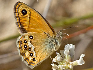 Coenonympha dorus  Dusky Heath