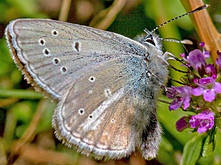 Aricia nicias  Silvery Argus