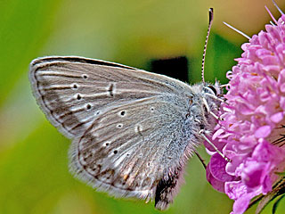 Aricia nicias  Silvery Argus