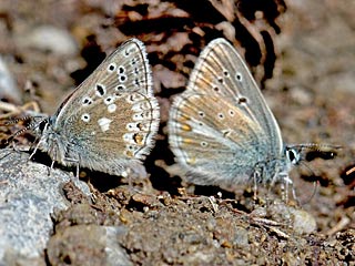 Mnnchen Plebeius glandon Dunkler Alpenbluling Glandon Blue