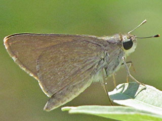 Gegenes pumilio  Gegenes nostrodamus  Pigmy Skipper  Mediterranean Skipper