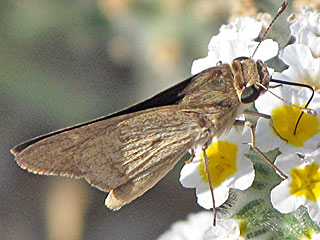 Gegenes pumilio  Gegenes nostrodamus  Pigmy Skipper  Mediterranean Skipper