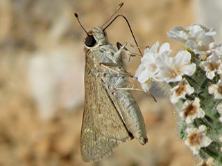 Gegenes pumilio  Gegenes nostrodamus  Pigmy Skipper  Mediterranean Skipper