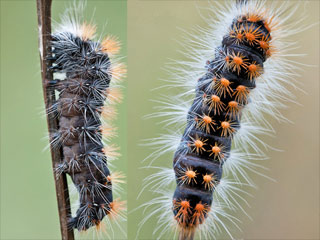 Goldhaar-Rindeneule  Acronicta auricoma  Scarce Dagger