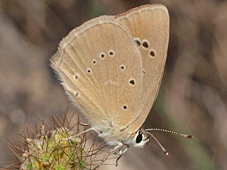 Polyommatus aroaniensis