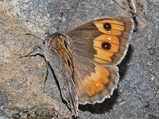 Pseudochazara orestes  Dils' Grayling