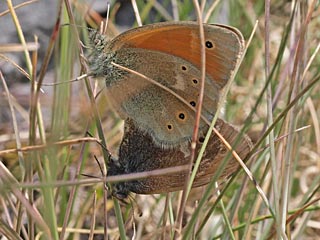 Coenonympha rhodopensis  Eastern Large Heath