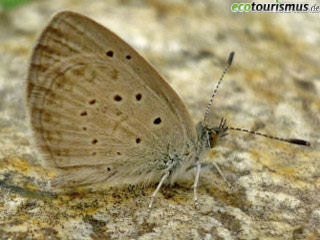 Zizeeria knysna  African Grass Blue