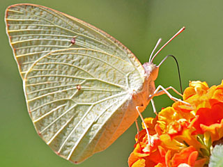 Catopsilia florella African migrant