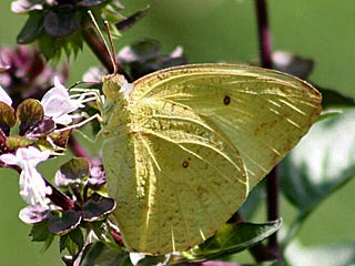 Catopsilia florella African Migrant  Raupe