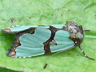 Malachiteule  Staurophora celsia