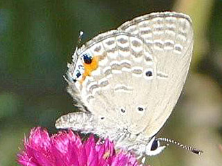 Chilades pandava  Cycad Blue