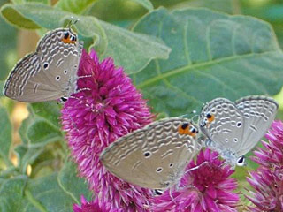 Chilades pandava  Cycad Blue