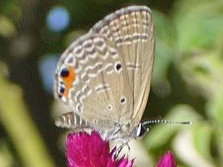 Chilades pandava  Cycad Blue