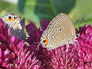 Chilades pandava  Cycad Blue