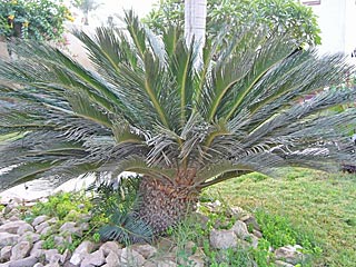 Chilades pandava  Cycad Blue