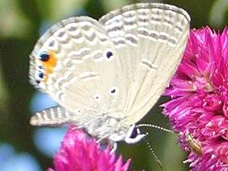 Chilades pandava  Cycad Blue