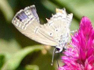 Chilades pandava  Cycad Blue