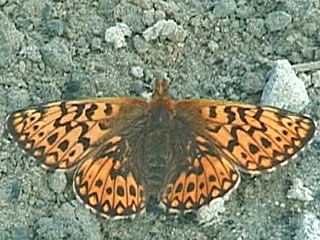 Boloria freija  Freija's Fritillary