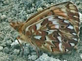 Boloria freija  Freija's Fritillary