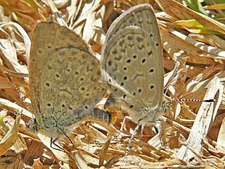 Zizeeria knysna  African Grass Blue