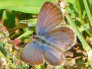 Zizeeria knysna  African Grass Blue